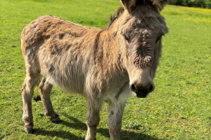 Donkey
