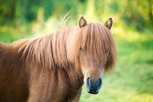 animals04