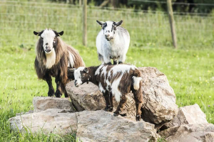 parkers_farm_Holiday_Park_images012
