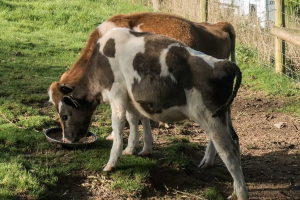 parkers_farm_Holiday_Park_images016