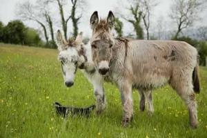 parkers_farm_Holiday_Park_images022