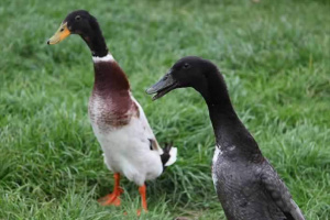 parkers_farm_Holiday_Park_images040