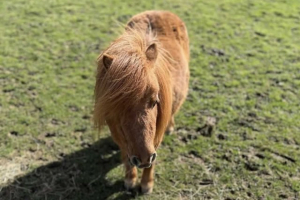 parkers_farm_Holiday_Park_pony