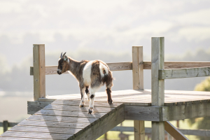 working-farm-holiday-park-in-devon-with-farm-animals-parkers-farm-holiday-park10
