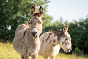 working-farm-holiday-park-in-devon-with-farm-animals-parkers-farm-holiday-park12