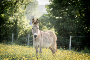 working-farm-holiday-park-in-devon-with-farm-animals-parkers-farm-holiday-park13