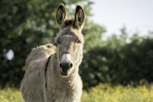 working-farm-holiday-park-in-devon-with-farm-animals-parkers-farm-holiday-park2