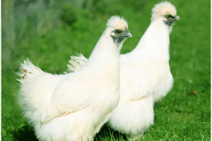 working-farm-holiday-park-in-devon-with-farm-animals-parkers-farm-holiday-park3
