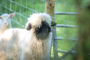 working-farm-holiday-park-in-devon-with-farm-animals-parkers-farm-holiday-park7
