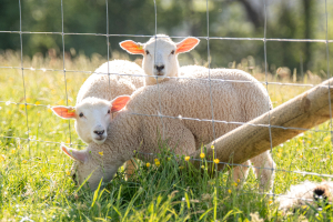 working-farm-holiday-park-in-devon-with-farm-animals-parkers-farm-holiday-park8