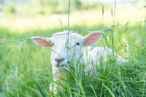 working-farm-holiday-park-in-devon-with-farm-animals-parkers-farm-holiday-park9