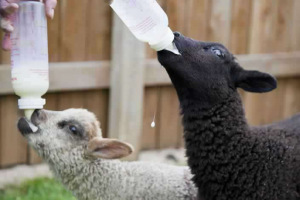 parkers_farm_Holiday_Park_images052