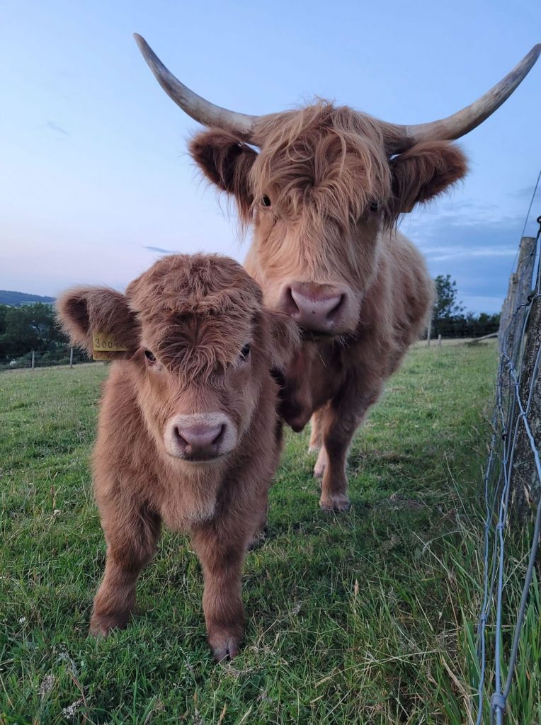 dartmoor is an area of natural beauty and has plenty of wildlife to explore and visit when in devon