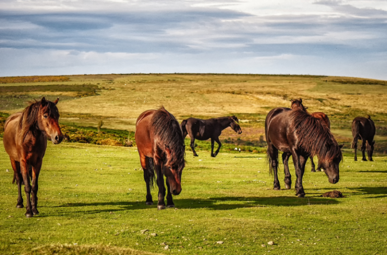 holiday park in devon near dartmoor