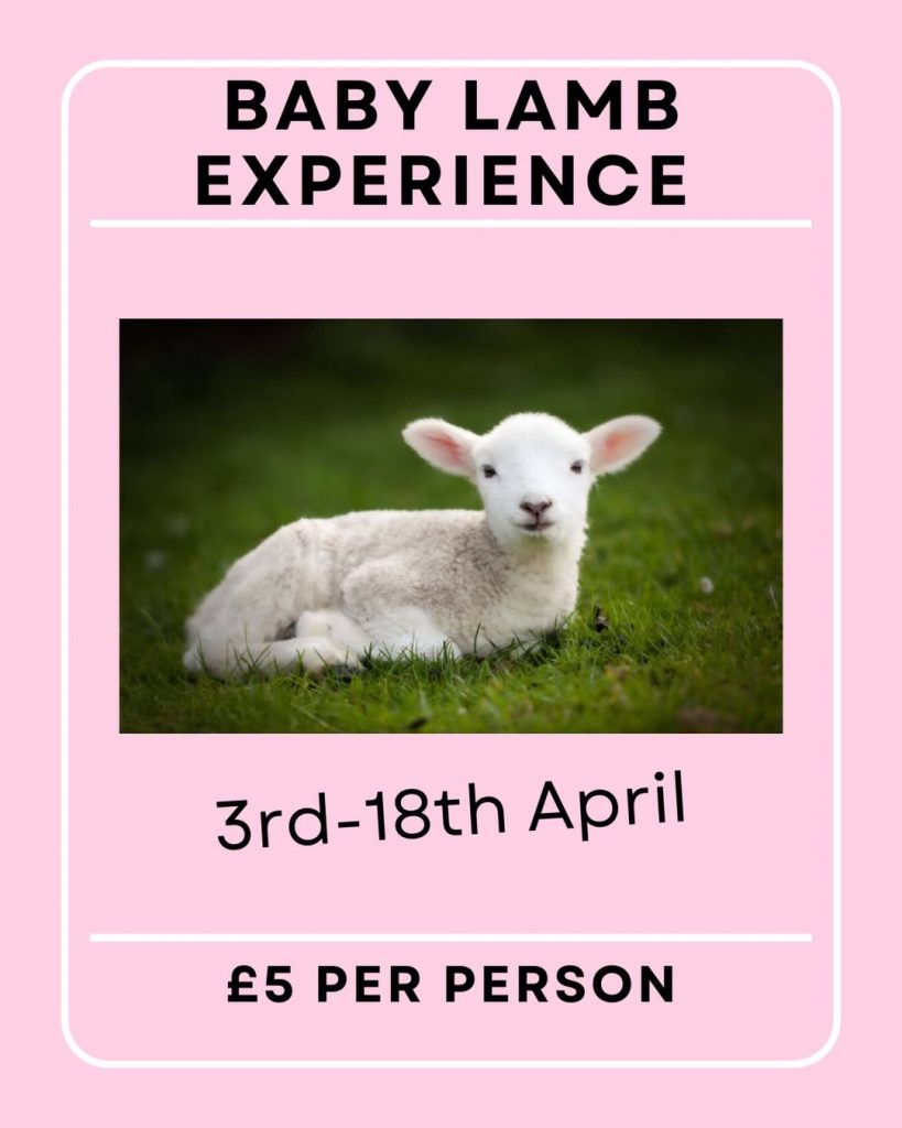 lambing event in devon at parkers farm holiday park ashburton