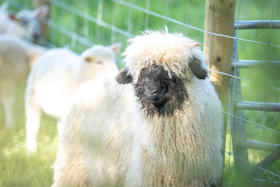 Family farm walk and animal experience at Parkers Farm Holiday Park