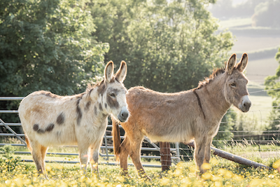 Donkeys at Parkers Farm Holiday Park in Devon