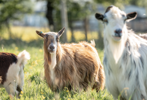 Goats in Devon at parkers farm holiday park